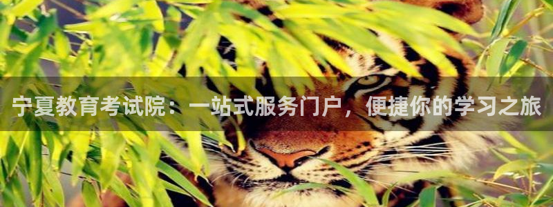 新航娱乐公司地址电话：宁夏教育考试院：一站式服务门户，便捷你
